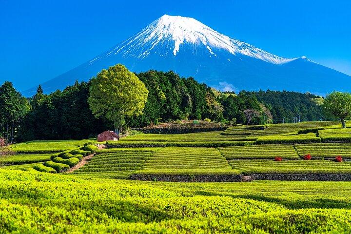Mt Fuji and Izu Deep View 2 Day Tour from Tokyo