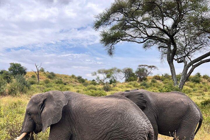 Arusha: 4 Day in Tarangire and Serengeti and Ngorongoro Crater