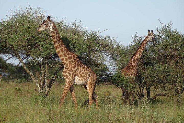 Arusha: 4 Day in Tarangire and Serengeti and Ngorongoro Crater