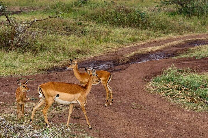 4WD Nairobi Sightseeing Shared