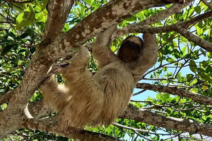 Roatan adventure: Snorkeling, Monkeys, Sloths, and Island Tour