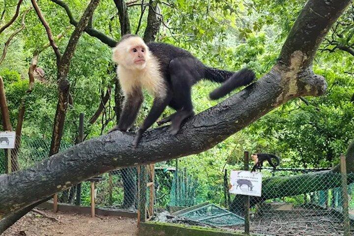Roatan adventure: Snorkeling, Monkeys, Sloths, and Island Tour