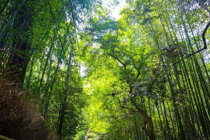 Kyoto tour: 3 Photogenic Sites from Nagoya with Lunch