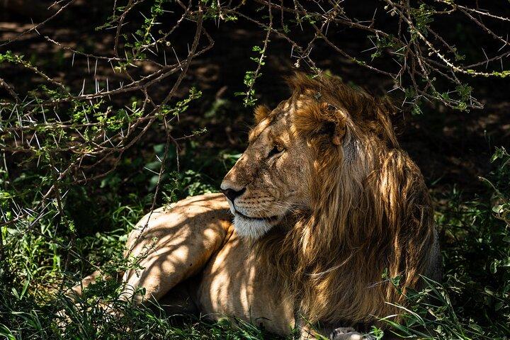 From Arusha: 2-Day Safari Through Tarangire and Lake Manyara