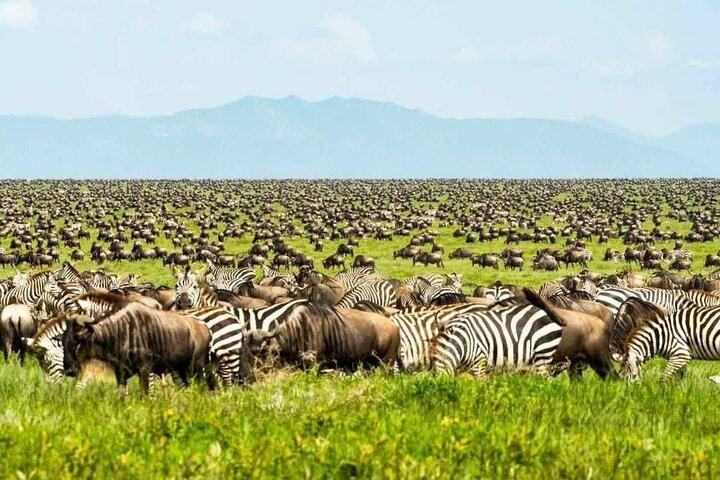 7 days maasai mara - Lake Nakuru - Lake Naivasha - Amboseli safari