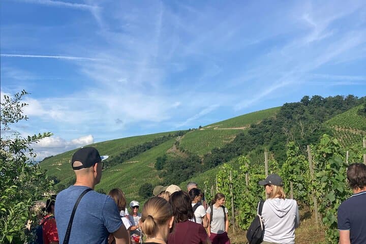 Hiking and Wine between Côte-Rôtie and Condrieu