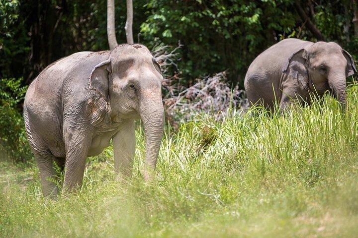 Ethical Elephant Sanctuary in Koh Samui