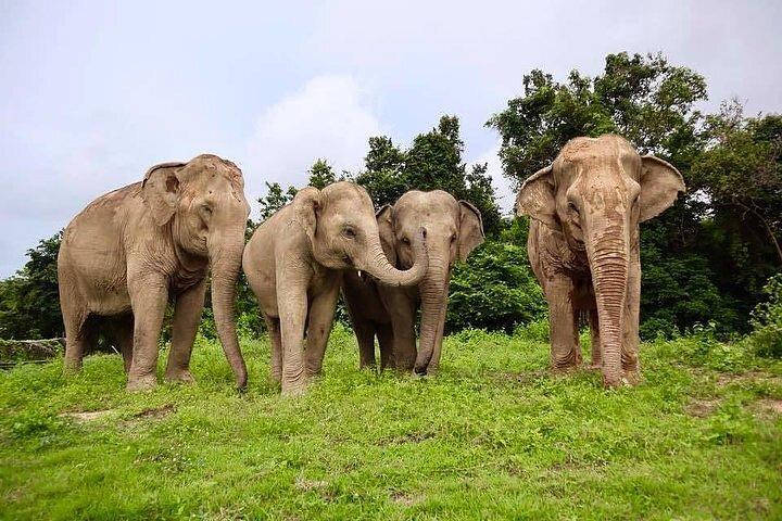 Ethical Elephant Sanctuary in Koh Samui