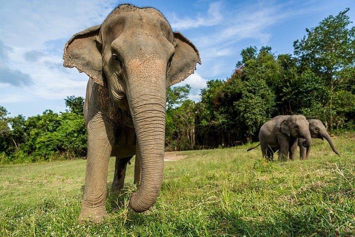 Ethical Elephant Sanctuary in Koh Samui