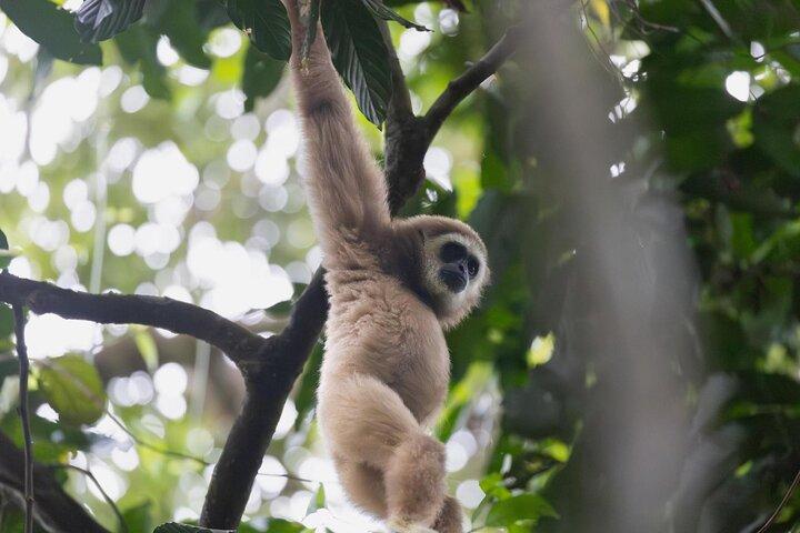 1 Day Ethical Jungle Trek in Bukit Lawang at Sumatra
