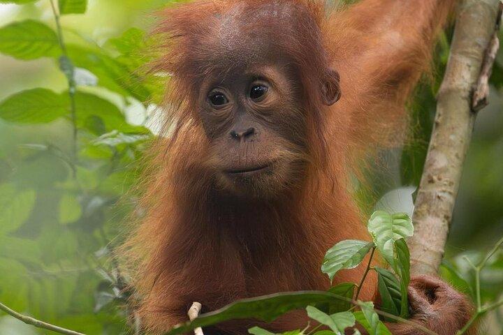1 Day Ethical Jungle Trek in Bukit Lawang at Sumatra