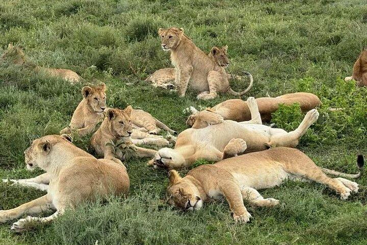 4 Days Tarangire, Serengeti and Ngorongoro Mid-Range Group Safari