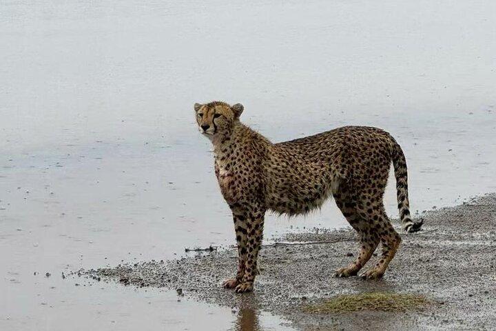 4 Days Tarangire, Serengeti and Ngorongoro Mid-Range Group Safari