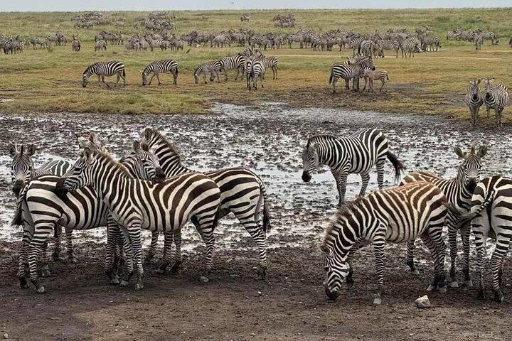 4 Days Tarangire, Serengeti and Ngorongoro Mid-Range Group Safari