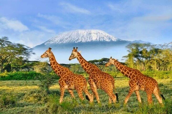Day Tour To Amboseli National Park