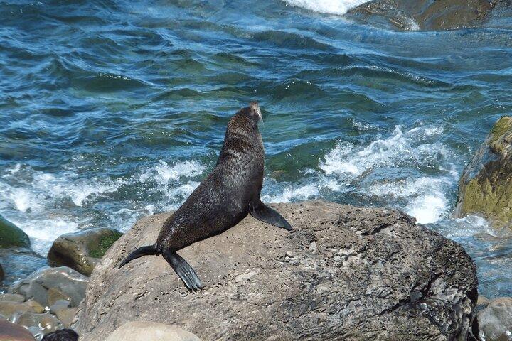 Kaikoura Day Trip including Whale Watch from Christchurch