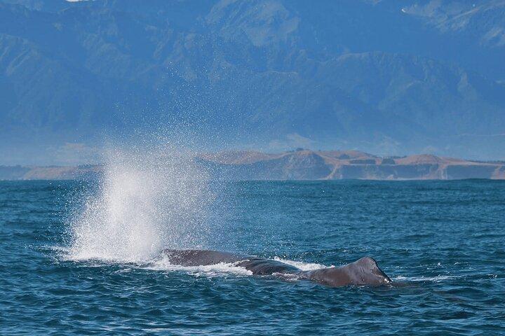 Kaikoura Day Trip including Whale Watch from Christchurch