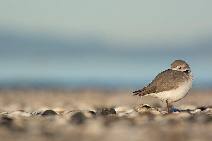Auckland Birdwatching and Hiking Private Tour