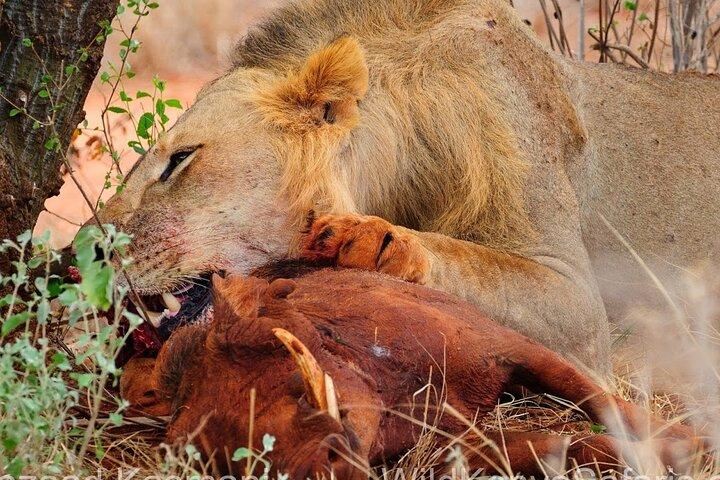 Overnight Private Safari to Severin Camp from Nairobi