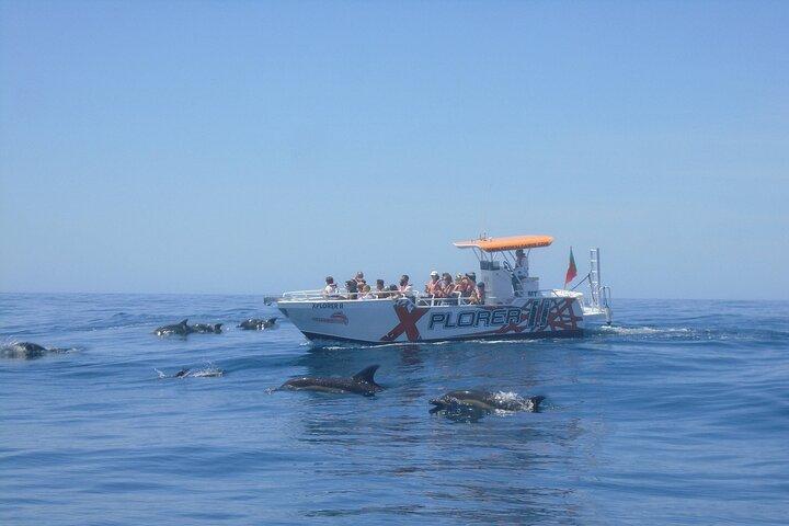 Albufeira: Dolphin Watching and Caves Cruise