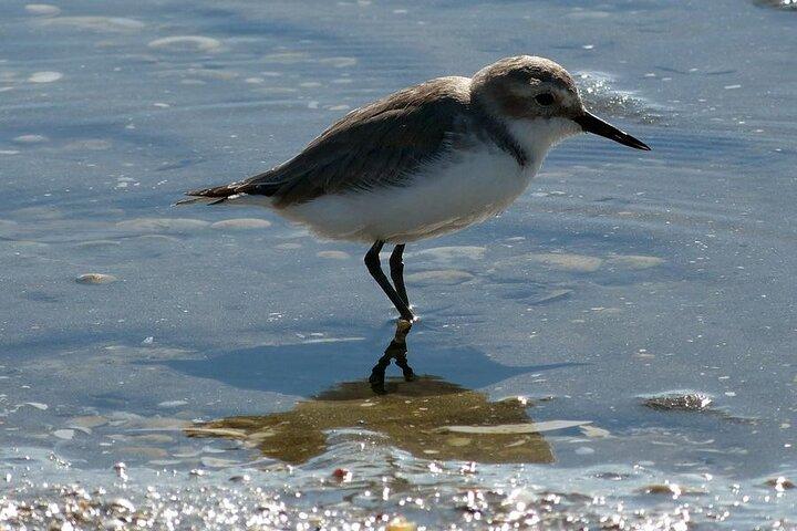 Auckland Birdwatching and Hiking Private Tour