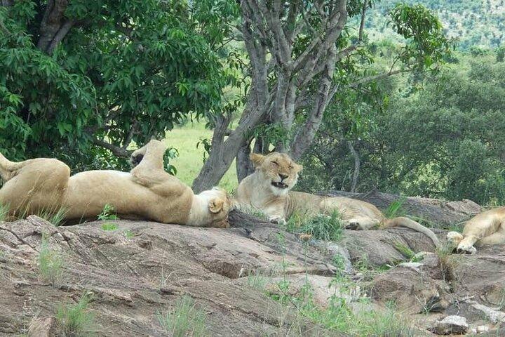 Maasai Mara Tour