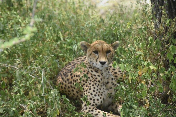 Chase the Big 5: 3-Day Classic Safari to Serengeti & Ngorongoro