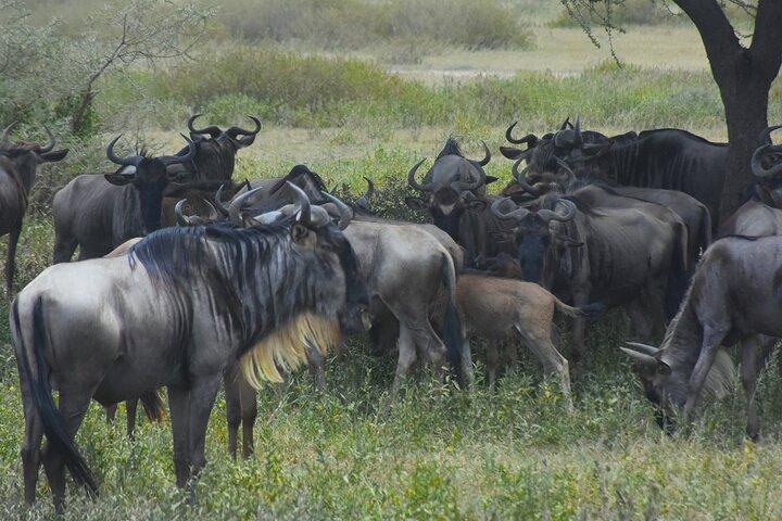 Chase the Big 5: 3-Day Classic Safari to Serengeti & Ngorongoro