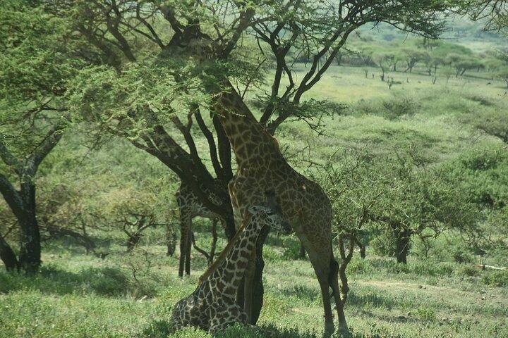 Chase the Big 5: 3-Day Classic Safari to Serengeti & Ngorongoro