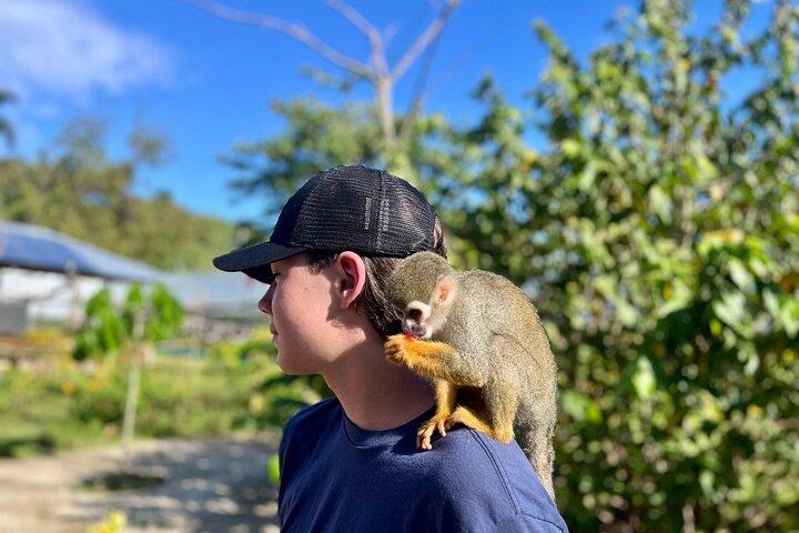 Damajagua Waterfalls and Monkey Private Van Tour