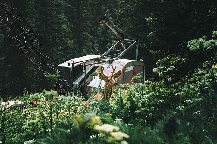 Durango Half Day Jeep Tour - La Plata Canyon