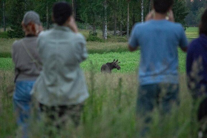 From Helsinki: Moose & Wildlife Safari with Campfire Dinner