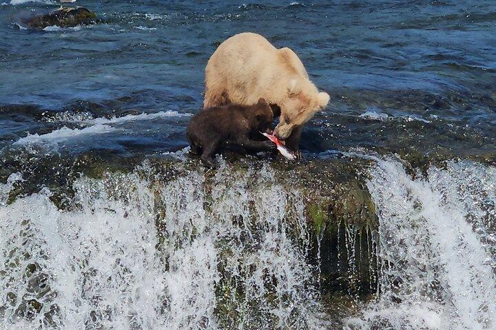 Brooks Falls Bear Viewing
