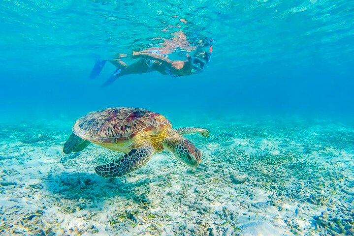 Waikiki: 2-hour Turtle Canyon Snorkeling Adventure