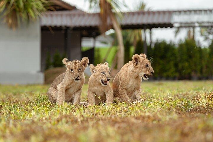 Lion Land Phuket Entry Ticket with Private Hotel Transfer