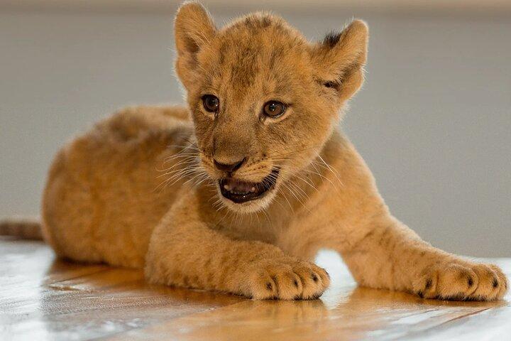 Lion Land Phuket Entry Ticket with Private Hotel Transfer