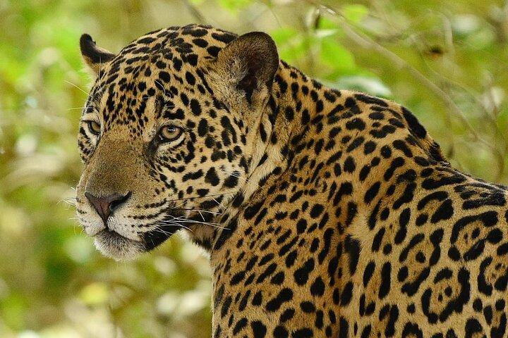 Kathmandu/Pokhara: 3 Day Chitwan Jungle Safari Tour