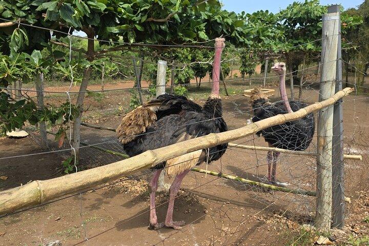 Bora Bora Wildlife Park Half Day Tour in Diani