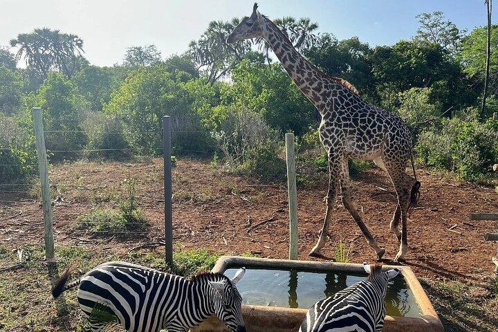 Bora Bora Wildlife Park Half Day Tour in Diani