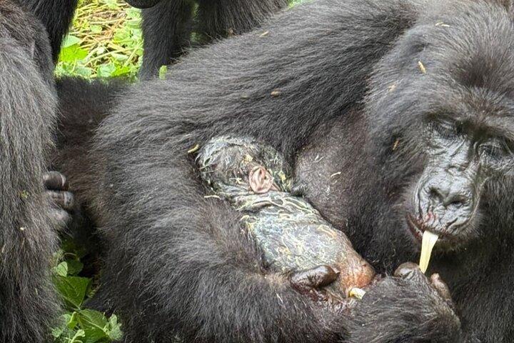 1 Day Gorilla Trekking in Volcanoes NP From Kigali