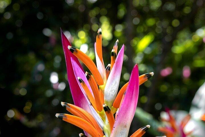 From Huatulco : Exotic garden on ecotourist ranch