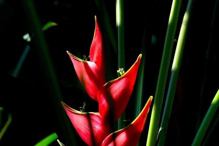 From Huatulco : Exotic garden on ecotourist ranch