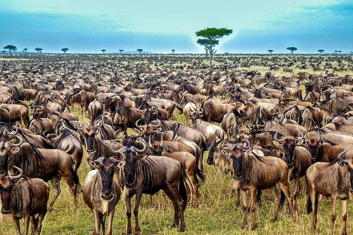 6 Days Ndutu Wildebeest Migration Dec-March