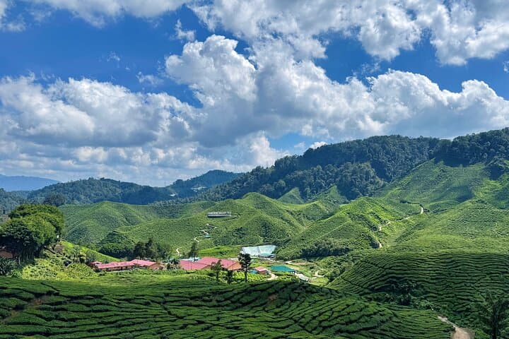 Cameron Highland Full Day Tour from KL City (Private)