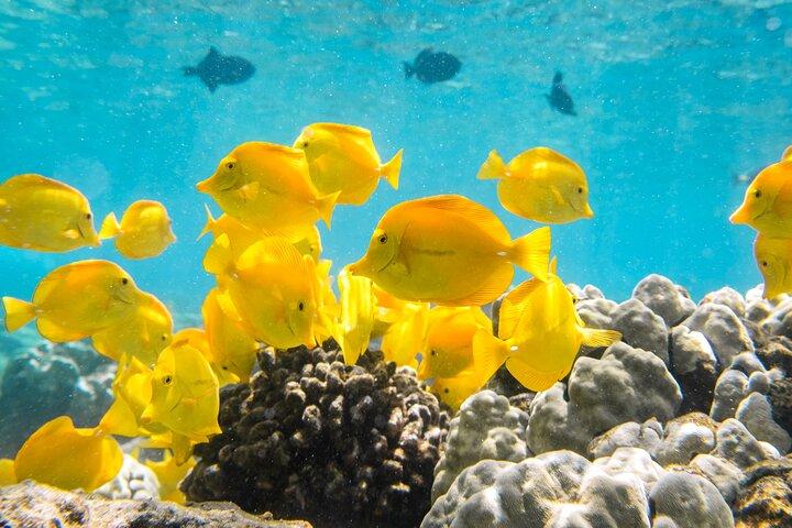 Small-Group Snorkel at Kealakekua Bay in Captain Cook, Big Island