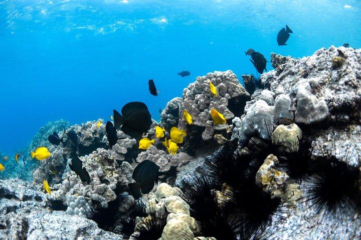Small-Group Snorkel at Kealakekua Bay in Captain Cook, Big Island
