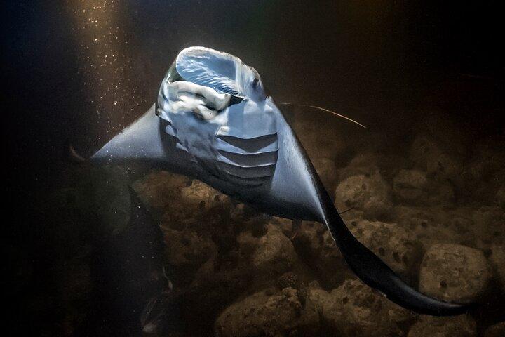 Manta Magic: Small-Group Manta Ray Night Snorkel in Kailua Kona