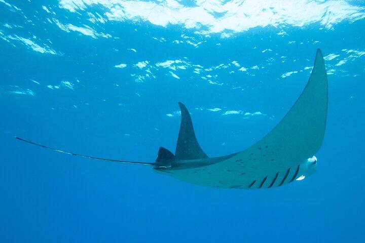 Manta Magic: Small-Group Manta Ray Night Snorkel in Kailua Kona
