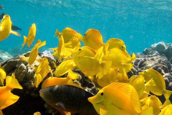 Captain Cook Snorkel Tour in The Pristine Water at Kealakekua Bay