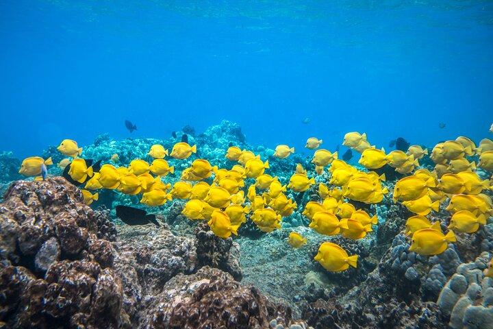 Captain Cook Snorkel Tour in The Pristine Water at Kealakekua Bay